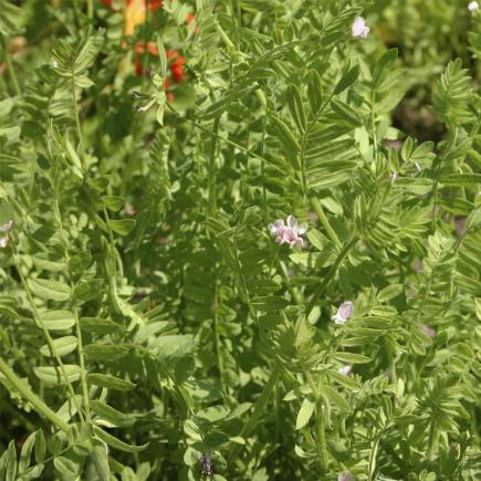 Serradelle - Groenbemester – Ornithopus sativus