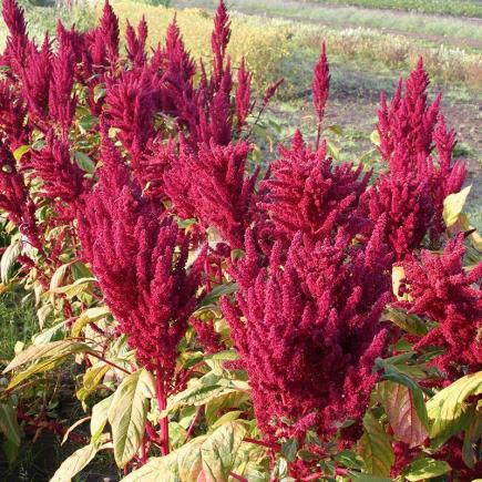 Amarant – Amaranthus hypochondriacus x powelli