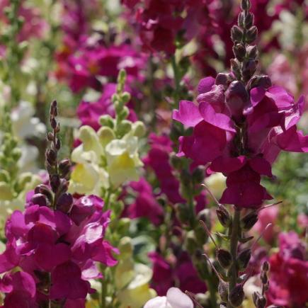 Leeuwenbek – Antirrhinum majus