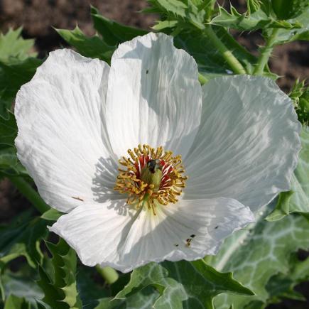 Stekelpapaver – Argemone polyanthemos