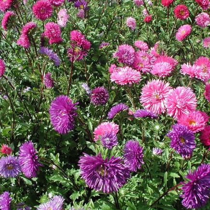 Zomeraster, dubbelbloemig – Callistephus chinensis