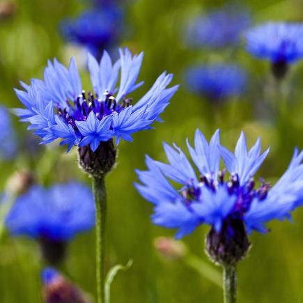 Korenbloem – Centaurea cyanus