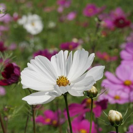 Cosmea, gemengd – Cosmos bipinnatus