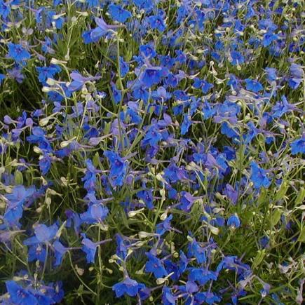 Chinese ridderspoor – Delphinium grandiflorum
