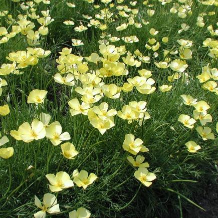 Slaapmutsje, geel – Eschscholzia caespitosa