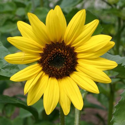 Zonnebloem, middelgroot, geel – Helianthus annuus