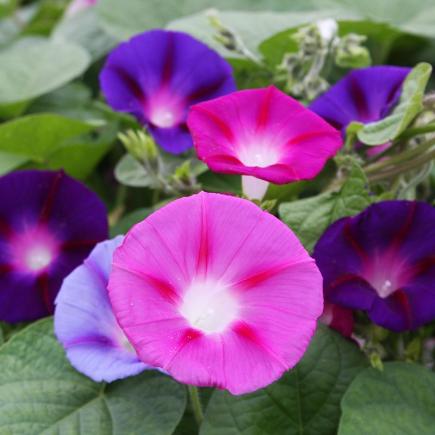 Klimmende winde – Ipomoea purpurea