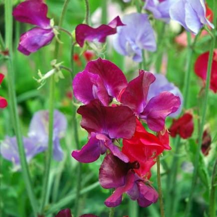 Lathyrus – Lathyrus odoratus