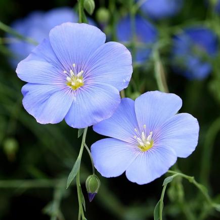Vlas, blauw – Linum usitatissimum