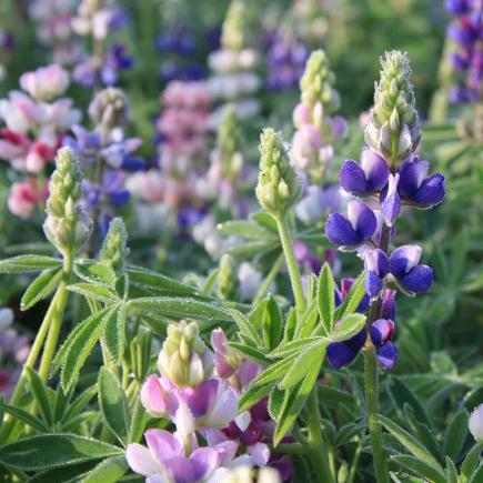 Kleine lupine – Lupinus nanus
