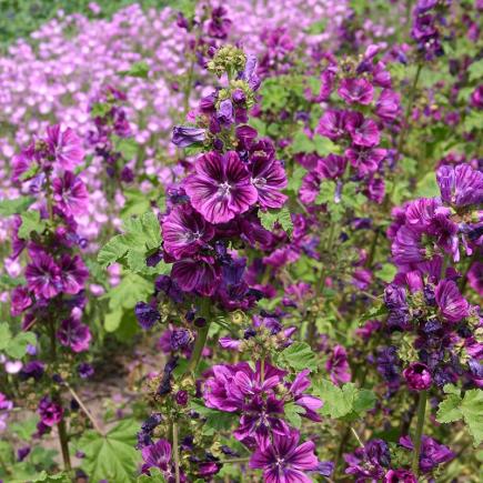 Groot kaasjeskruid Mauritanica – Malva sylvestris
