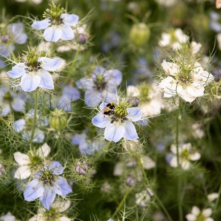 Juffertje-in-het-groen – Nigella damascena