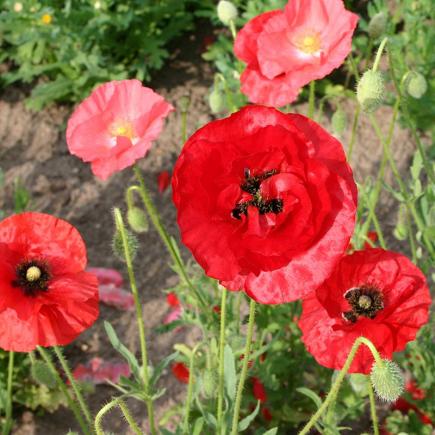 Klaproos, gemengd – Papaver rhoeas