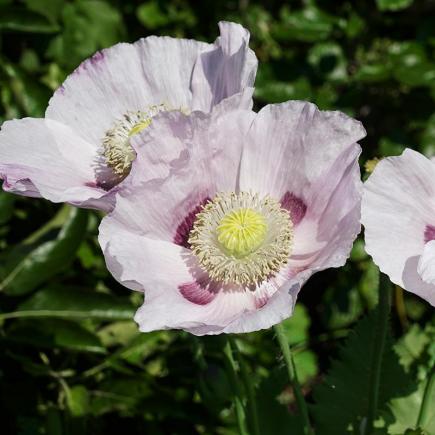 Blauwmaanzaad – Papaver somniferum