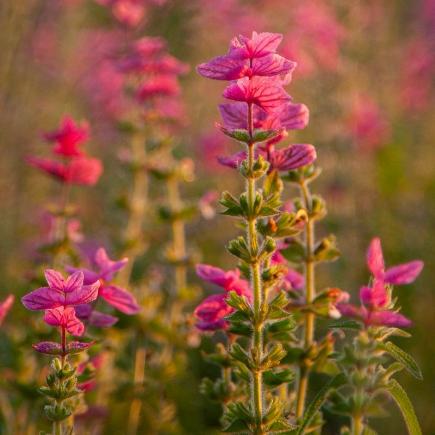 Bonte salie, roze - Salvia viridis (horminum)