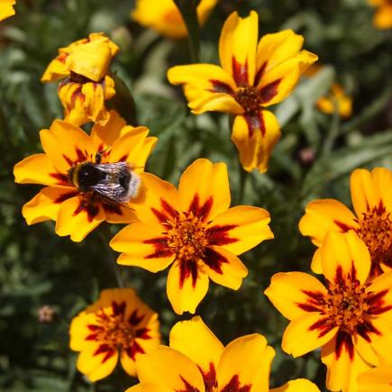 Afrikaantje, kleinbloemig – Tagetes patula nana