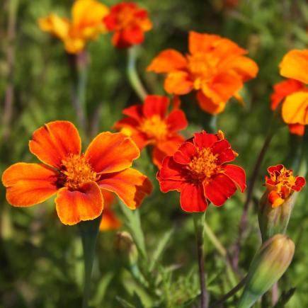 Afrikaantje, wild – Tagetes patula