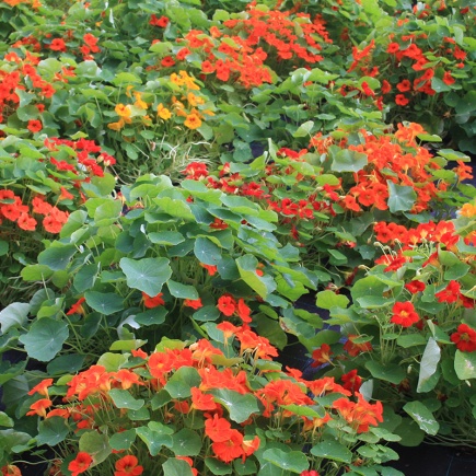Tropaeolum majus