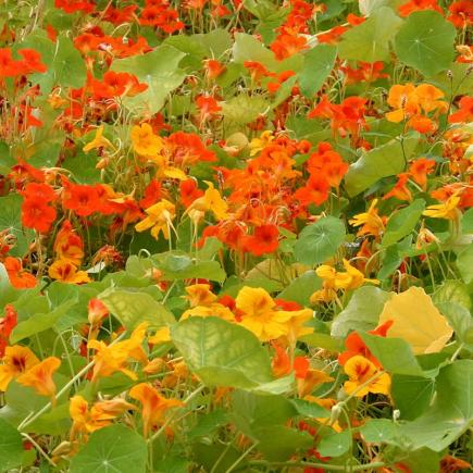 Oost-Indische kers, rankend – Tropaeolum majus