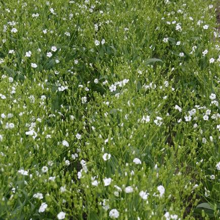 Koekruid, wit – Vaccaria hispanica