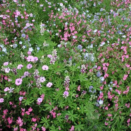 Bloemenmengsel, laag