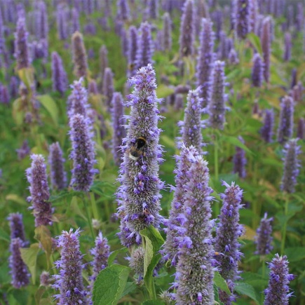 Agastache mexicana