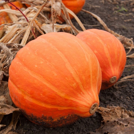 Pompoen Amoro F1 - Cucurbita maxima