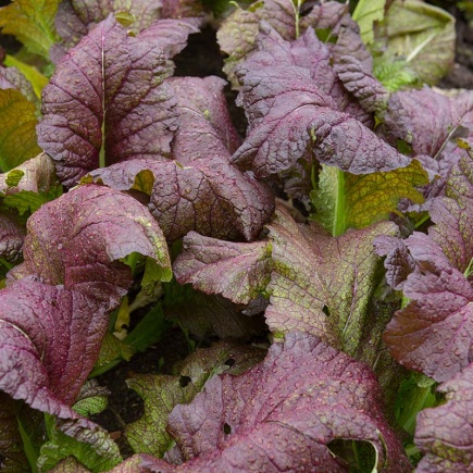 Bladmosterd Red Giant