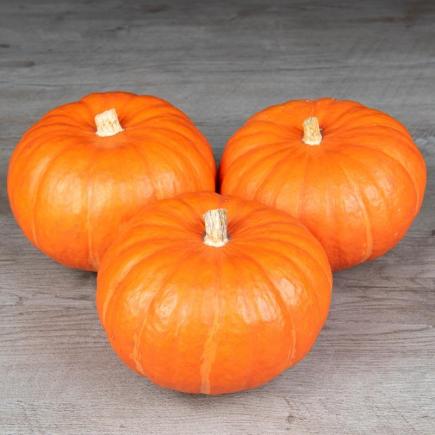 Pompoen Caldor F1 – Cucurbita maxima