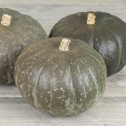 Pompoen Midor F1 – Cucurbita maxima