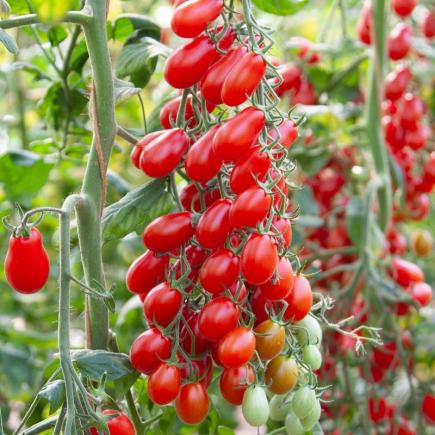 Snacktomaat Phiabella F1 – Solanum lycopersicum