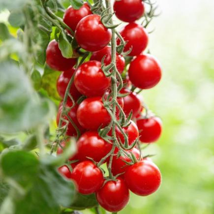 Cherrytomaat BOL-T-5202 F1 – Solanum lycopersicum