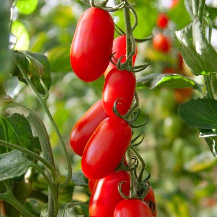 Midi San Marzano-tomaat Phiavita F1 – Solanum lycopersicum