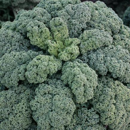 Boerenkool 'Darkibor F1' – Brassica oleracea