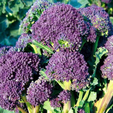 Scheutjesbroccoli 'Santee F1' – Brassica oleracea