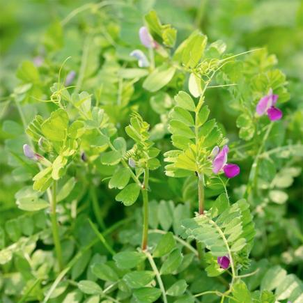 Wikke - Groenbemester – Vicia sativa