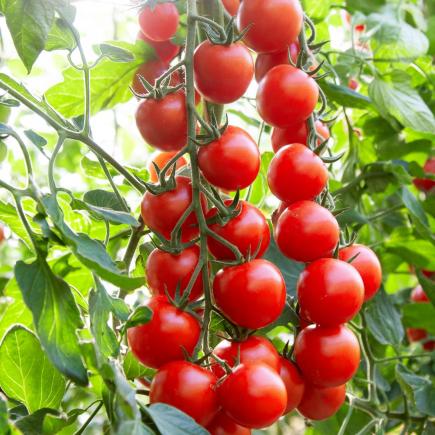 Cocktailtomaat Connecta F1 – Solanum lycopersicum