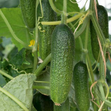Augurk Adam F1 – Cucumis sativus