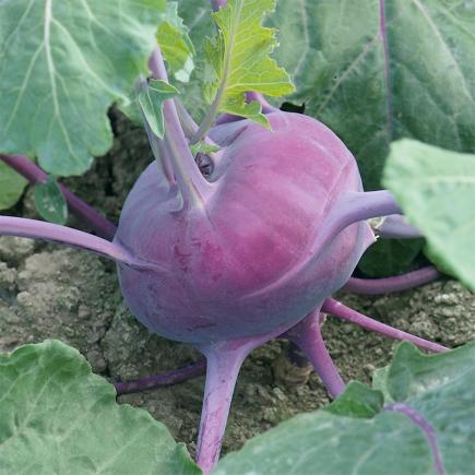 Koolrabi Kolibri F1 – Brassica oleracea