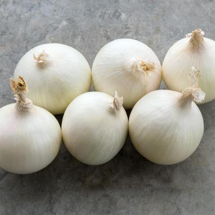 Ui Albion F1 – Allium cepa