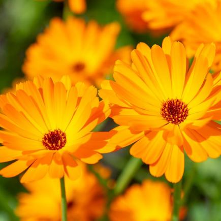 Goudsbloem – Calendula officinalis - 5130