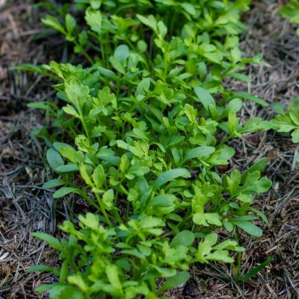 Tuinkers Cressida – Lepidium sativum