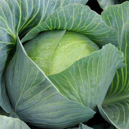 Witte kool Impala F1 – Brassica oleracea